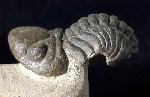 Reedops cephalotes hamalagdadianus ALBERTI 1983 - Bild © FossNet FossilienStore